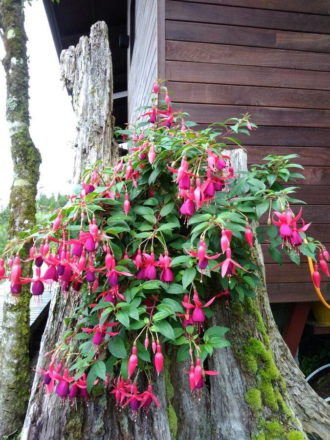 فندق Spring Garden Kampong Kundassan المظهر الخارجي الصورة